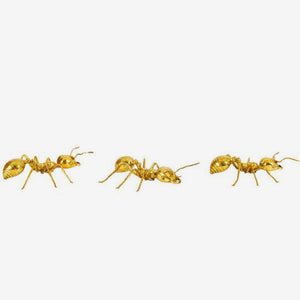 Galapagos Brass Ant